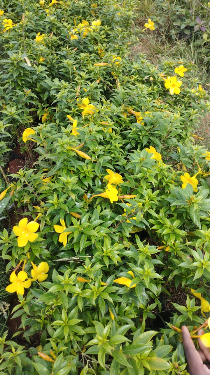Almada Plant – Elegant Green Wonder – Perfect for Indoor & Outdoor Décor +  white pot