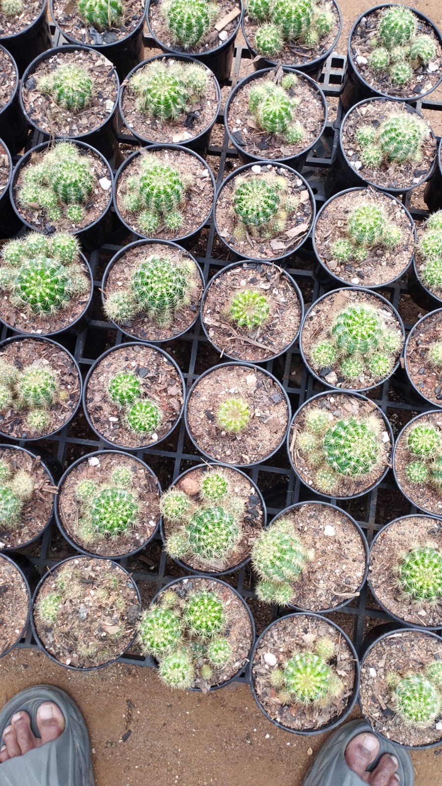 Beller Cactus – Elegant Desert Charm – Low Maintenance Indoor Plant + white pot