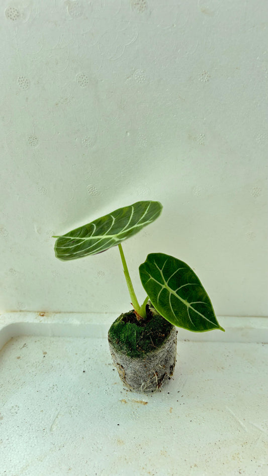 Alocasia Black Velvet Plant + white pot