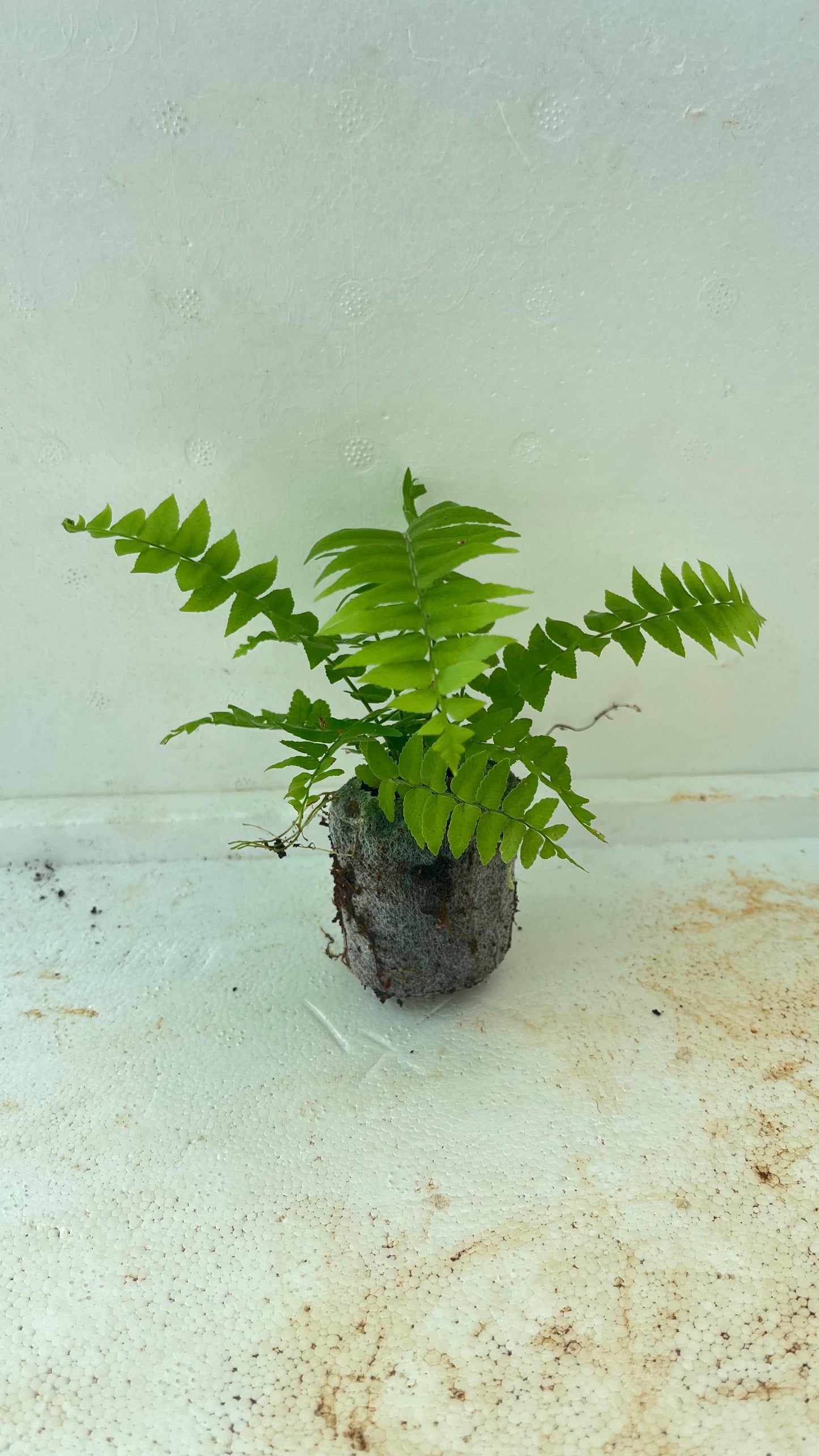 Fern Plant + white pot