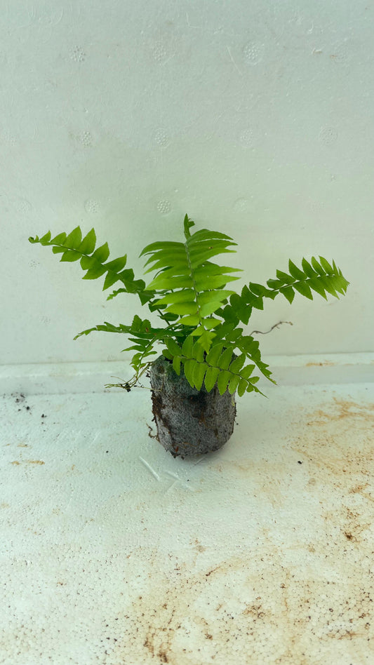 Fern Plant + white pot
