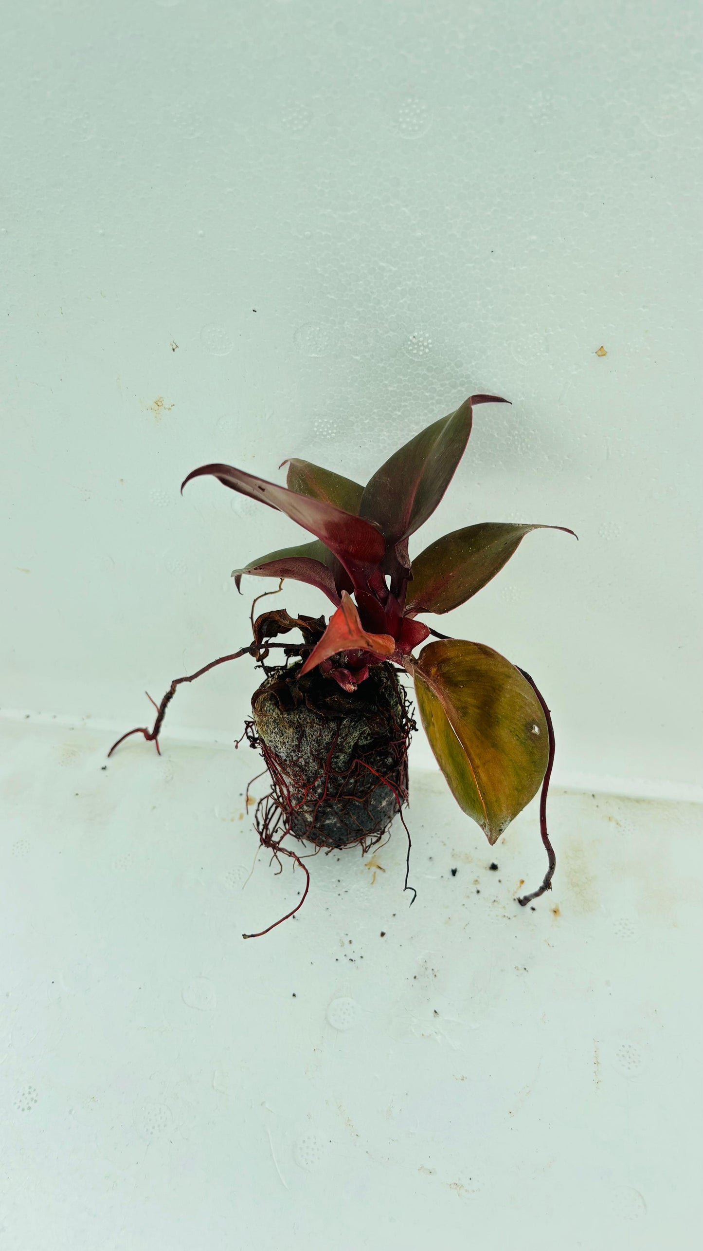 Philodendron Black Heart (Black Cardinal) Plant