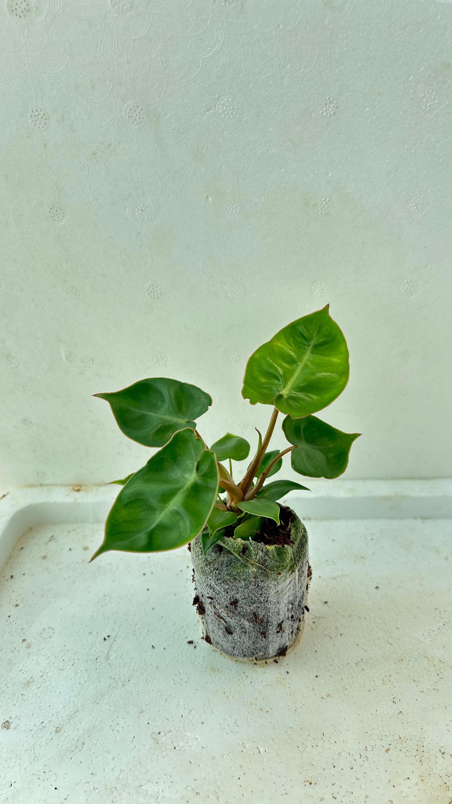 Philodendron Billietiae Plant