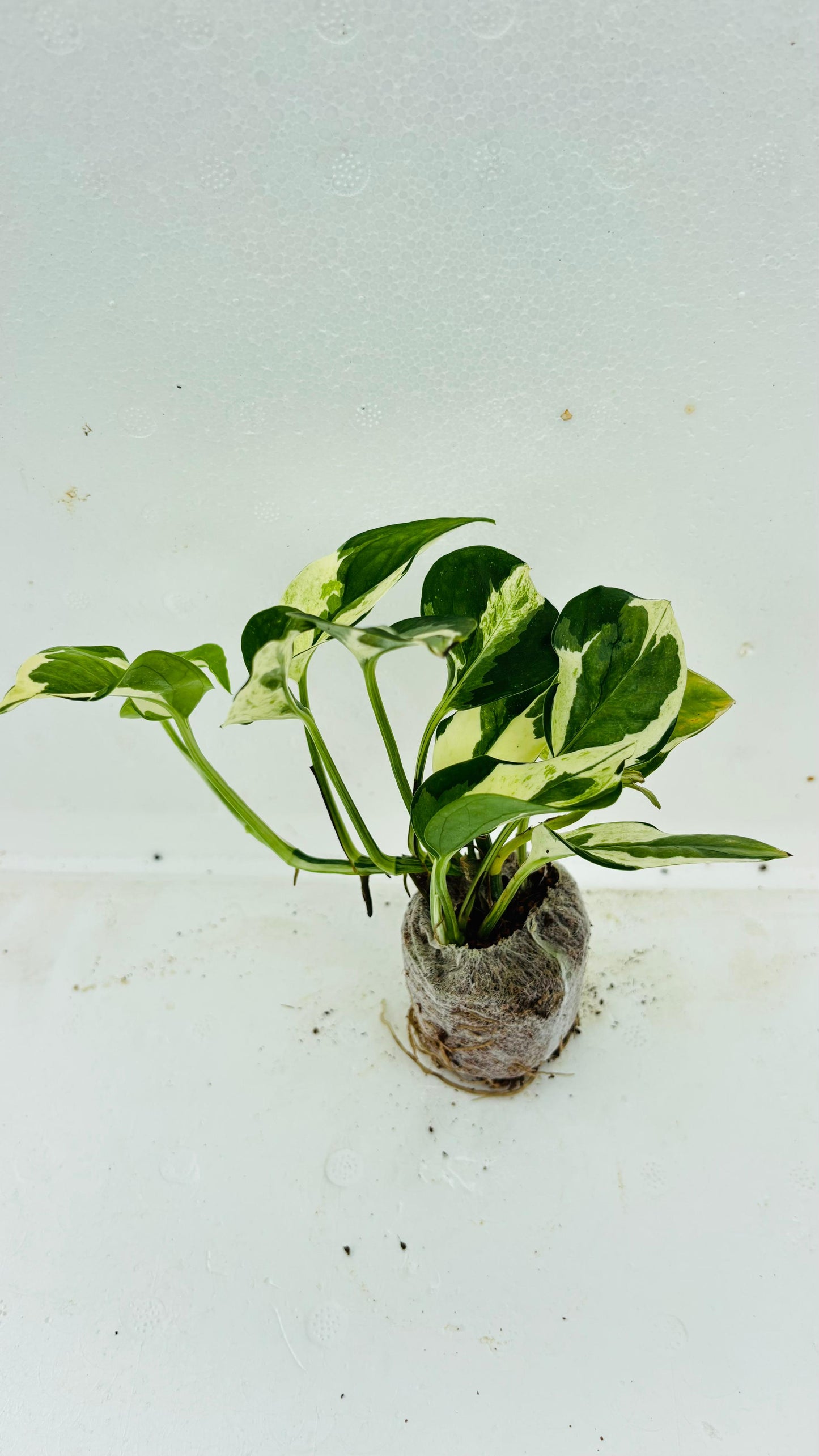 N’Joy Money Plant