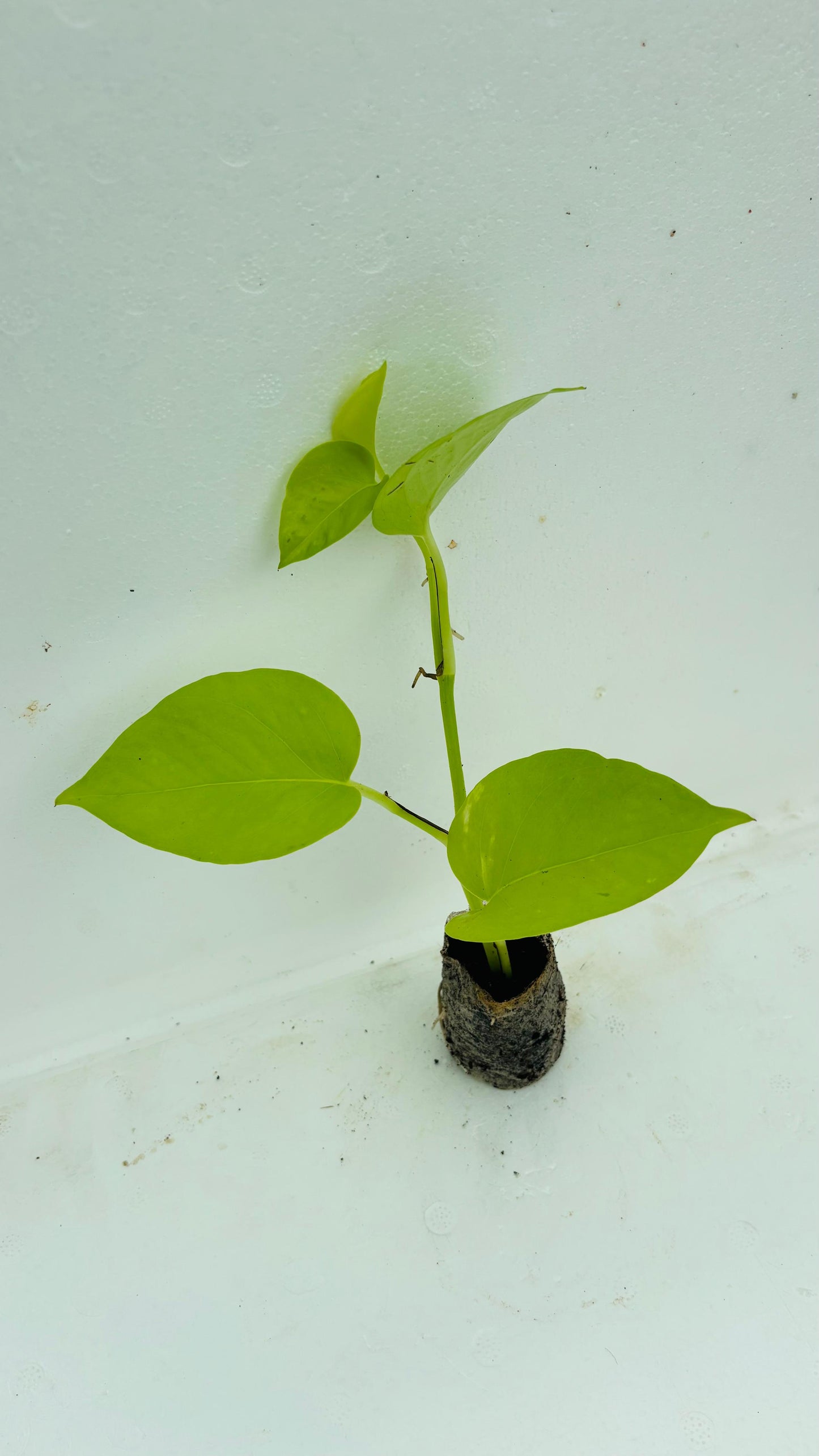 Golden Money Plant + white pot