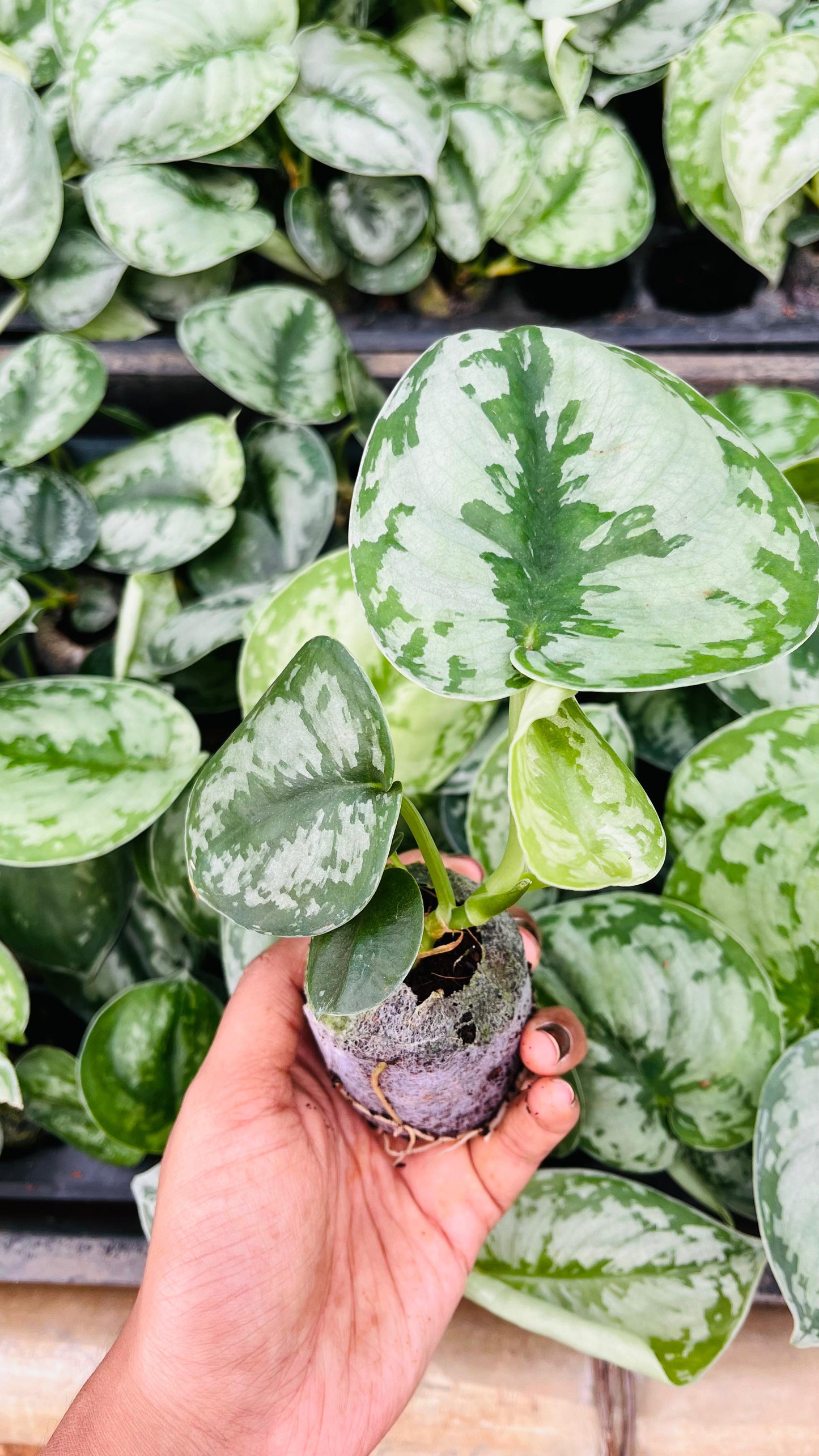 Silver Money Plant + white pot