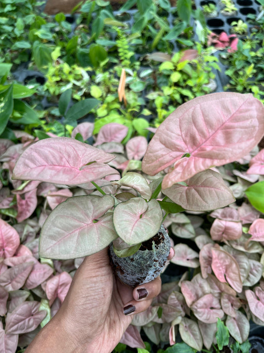 Syngonium Pink plant + white pot