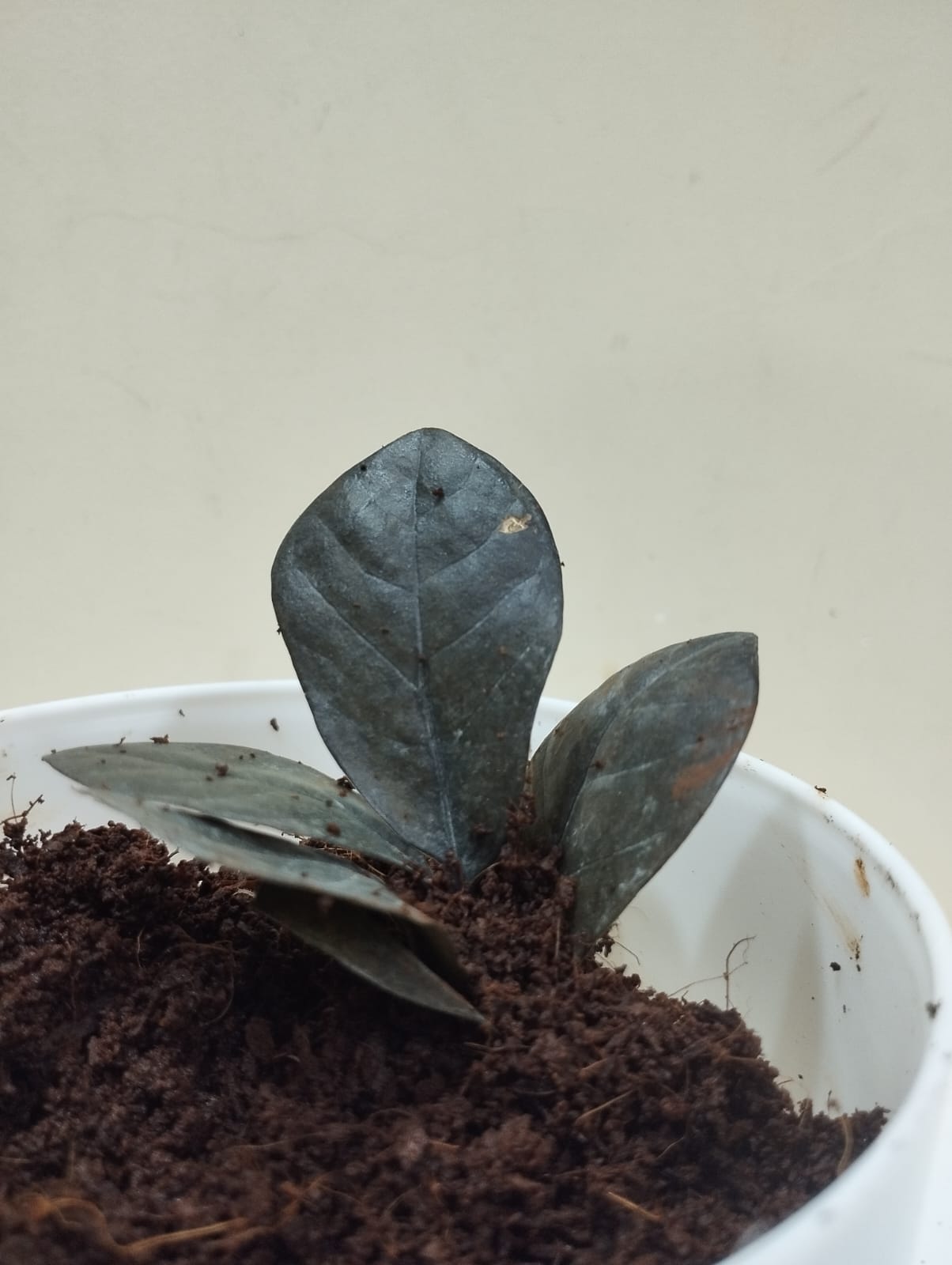 🌱 Black ZZ Plant – White Pot with Coco Peat 🖤 Rare Indoor Plant