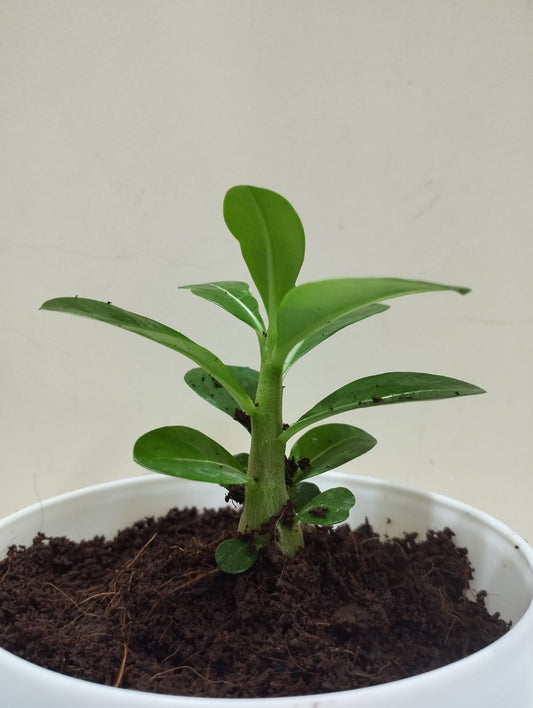 Adenium (Desert Rose) in White Pot + Coco Peat