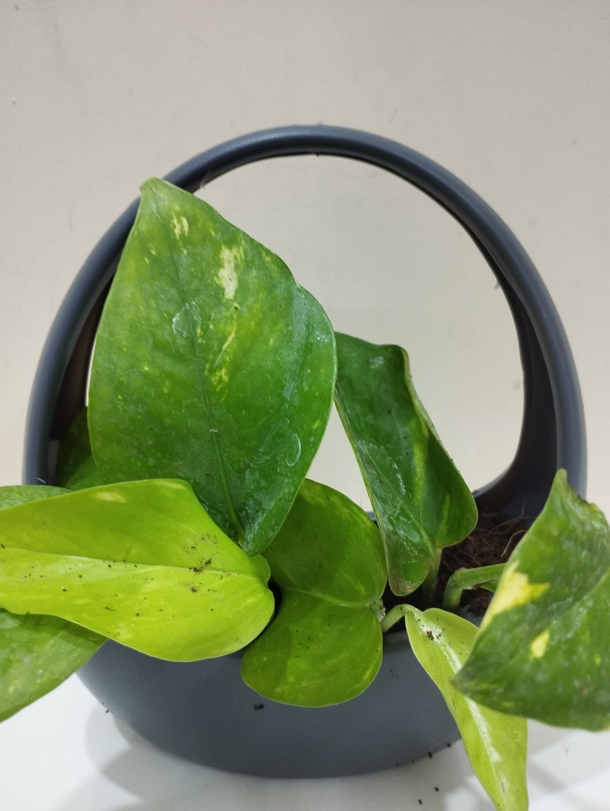 Money Plant Sapling – Decorative Basket with Coco Peat for Home & Office