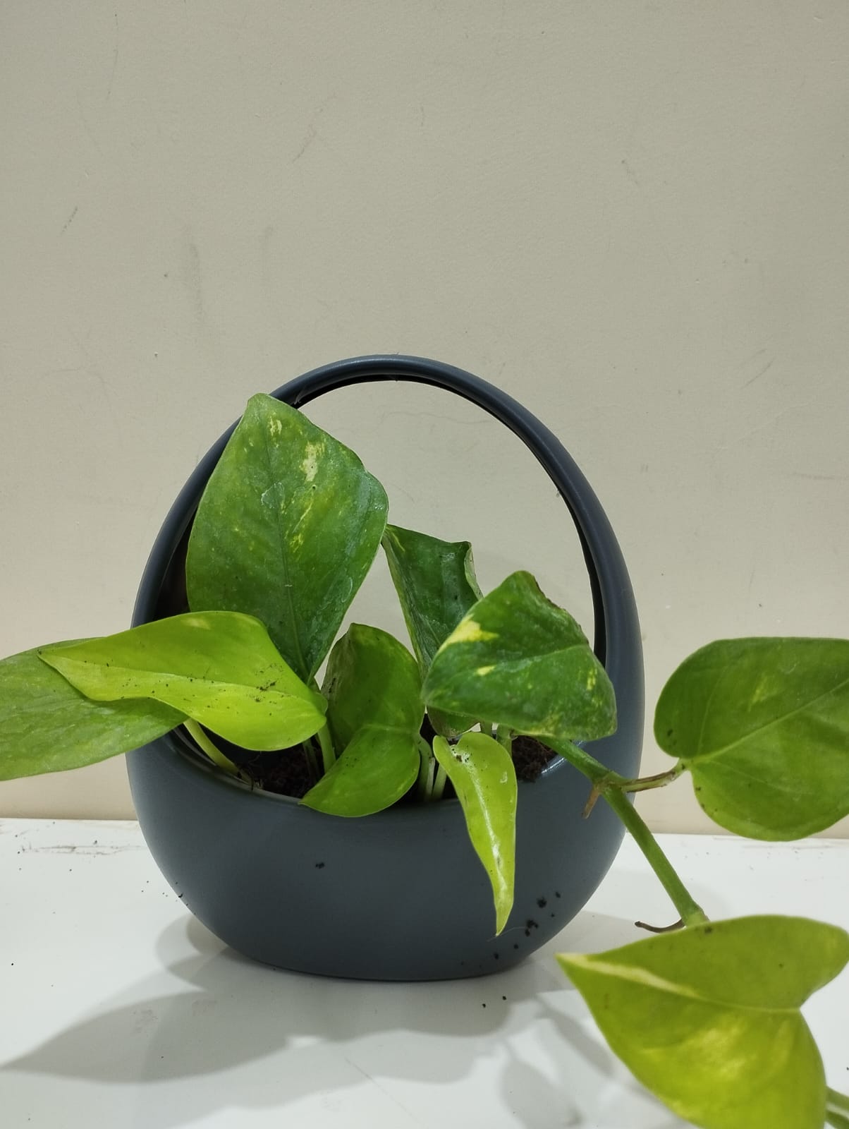 Money Plant Sapling – Decorative Basket with Coco Peat for Home & Office