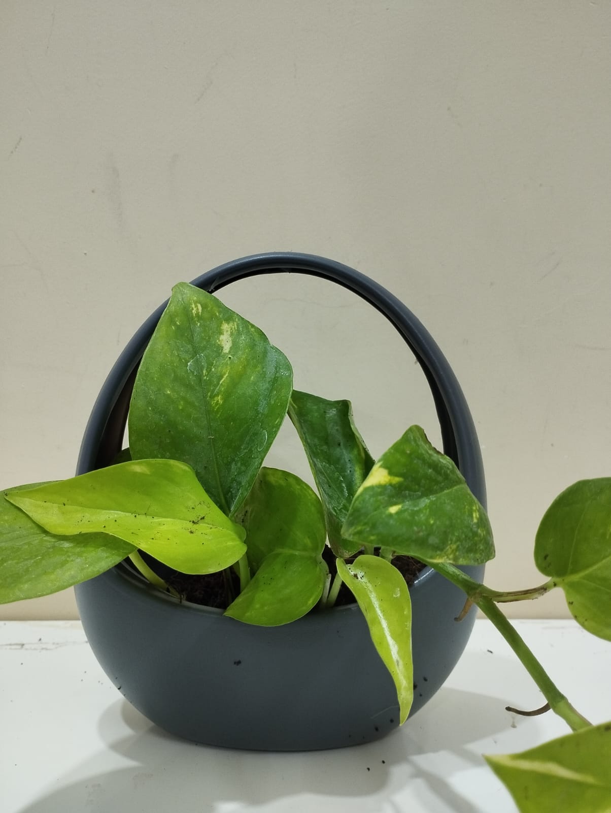 Money Plant Sapling – Decorative Basket with Coco Peat for Home & Office
