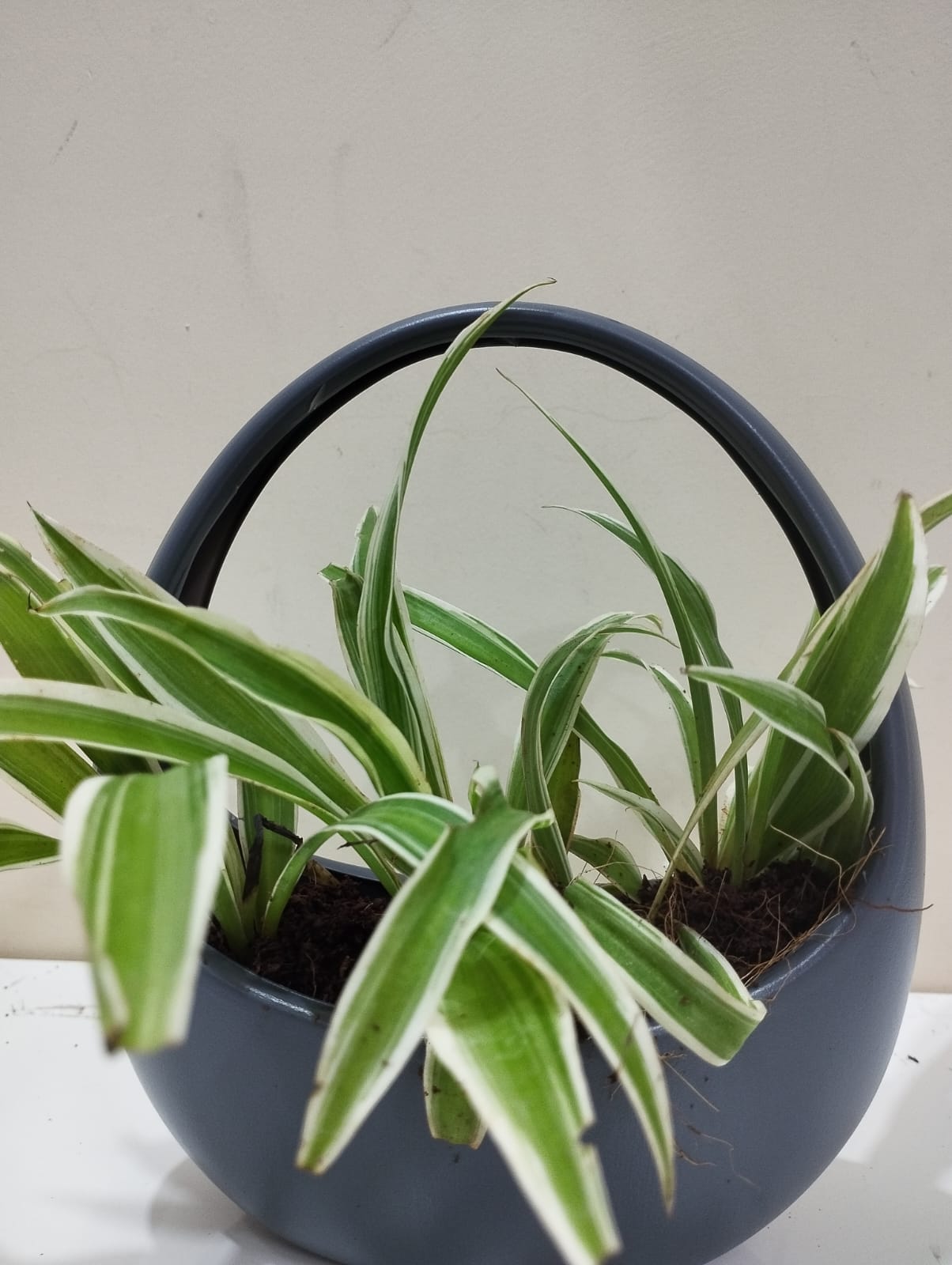 Spider Plant Sapling – Decorative Basket with Coco Peat for Home & Office