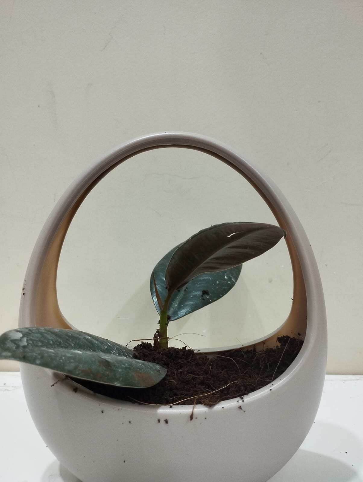 Rubber Plant Sapling – Decorative Basket with Coco Peat Perfect for Indoor Décor & Gifting