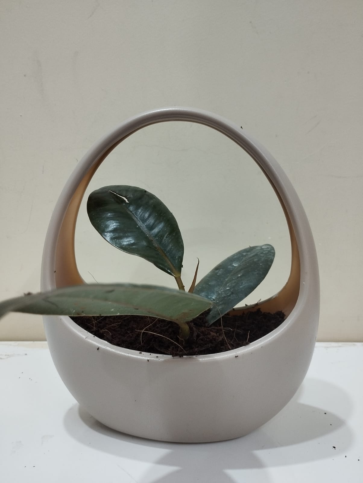 Rubber Plant Sapling – Decorative Basket with Coco Peat Perfect for Indoor Décor & Gifting