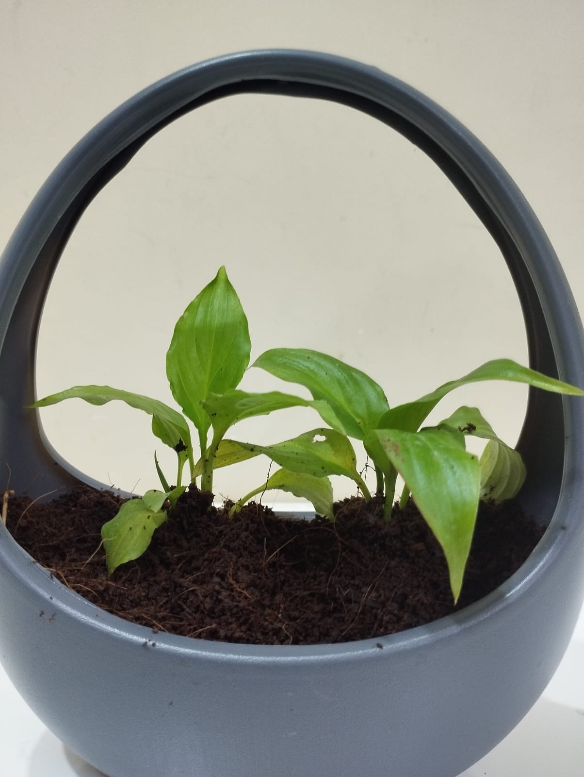 Peace Lily Sapling – Decorative Basket with Coco Peat for Home & Office