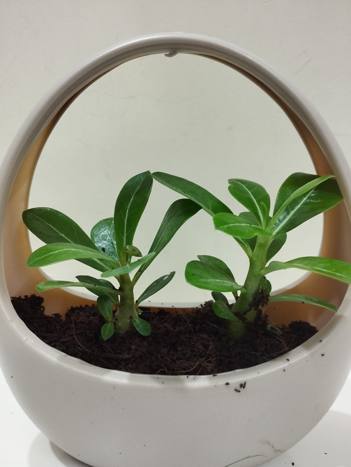 Adenium (Desert Rose) Sapling – Decorative Basket with Coco Peat Perfect for Indoor Décor & Gifting