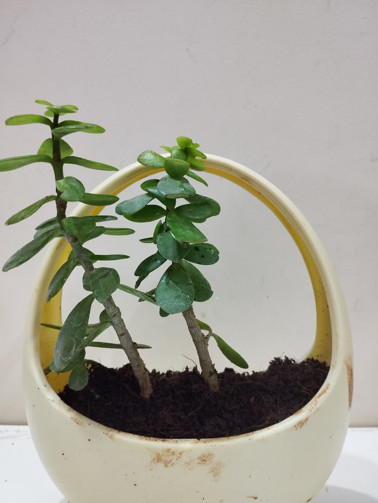 Jade Plant Sapling – Decorative Basket with Coco Peat Ideal for Indoor Décor & Gifting