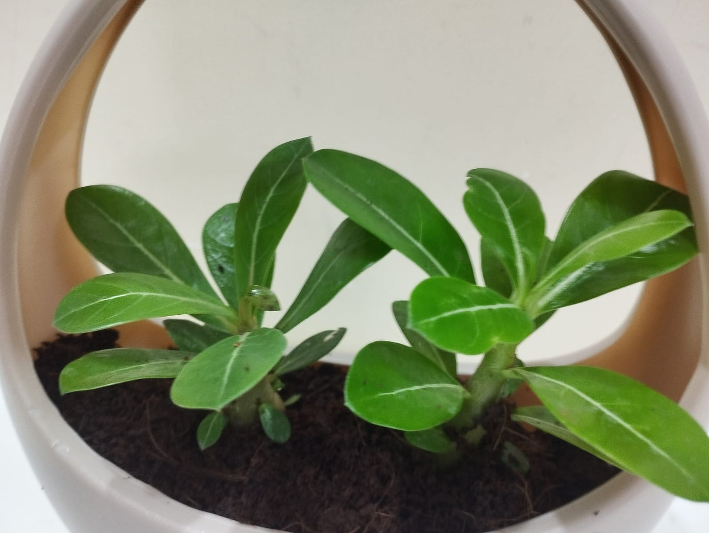 Adenium (Desert Rose) Sapling – Decorative Basket with Coco Peat Perfect for Indoor Décor & Gifting
