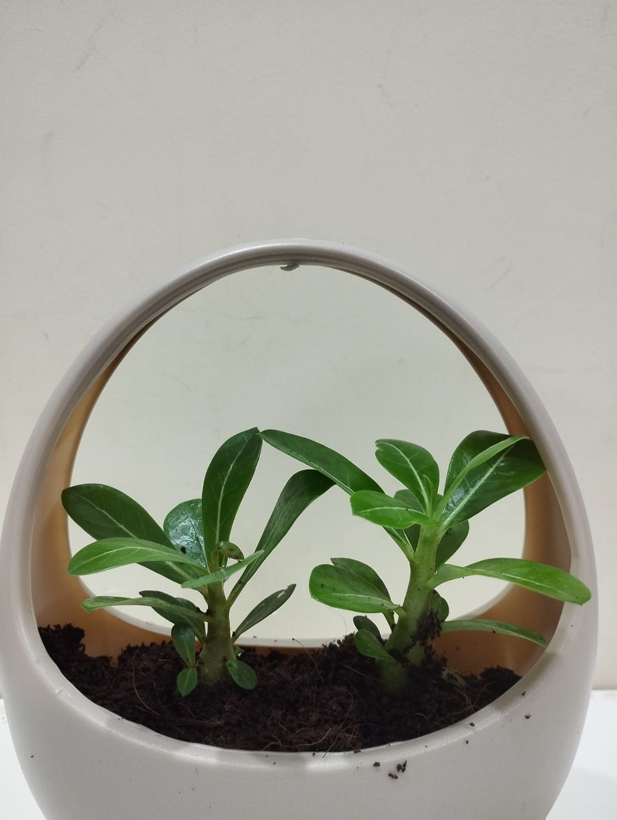 Adenium (Desert Rose) Sapling – Decorative Basket with Coco Peat Perfect for Indoor Décor & Gifting