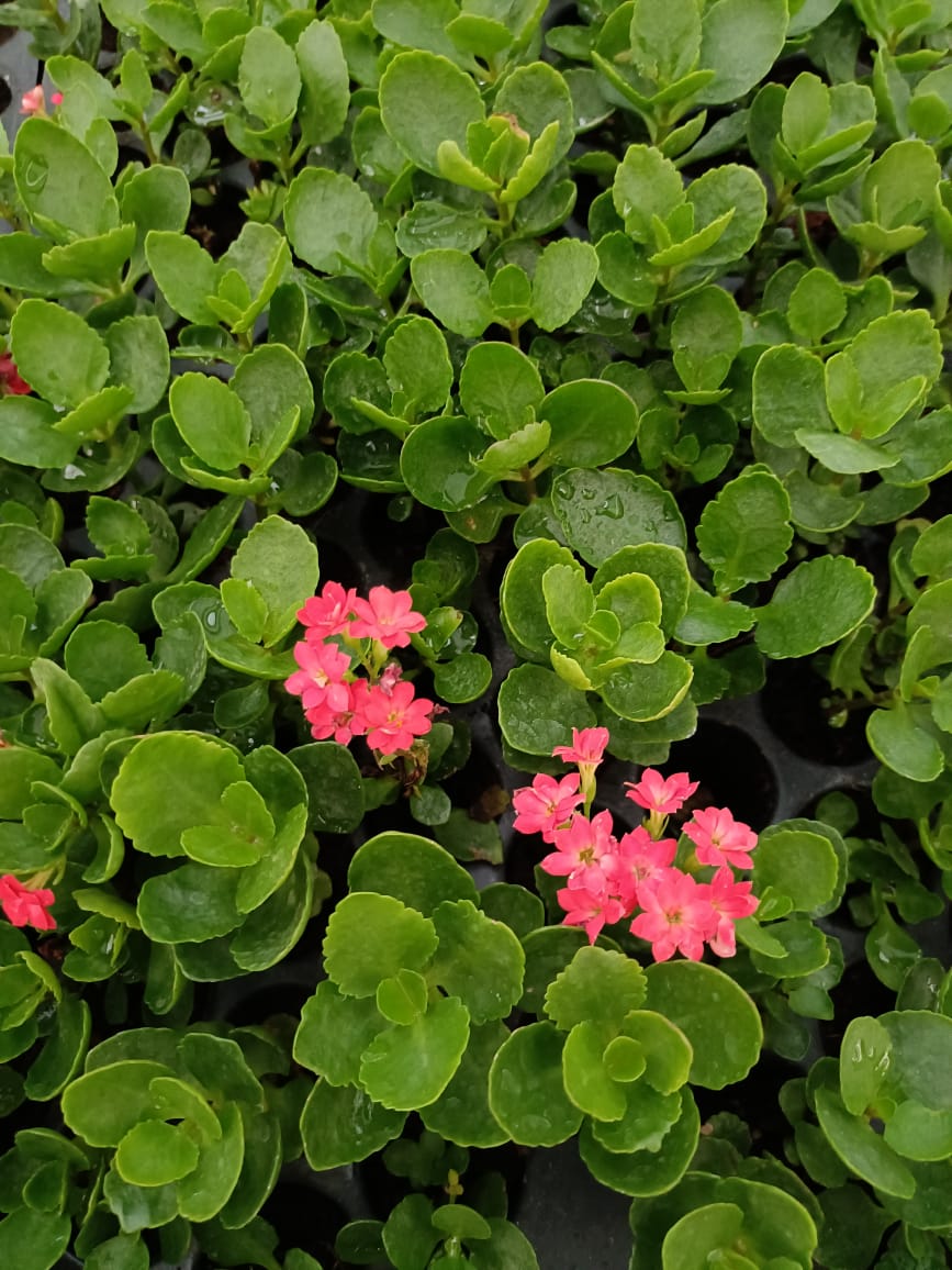 Kalanchoe Red – Bright Blooming Succulent – Perfect for Indoor Décor & Gifting + white pot