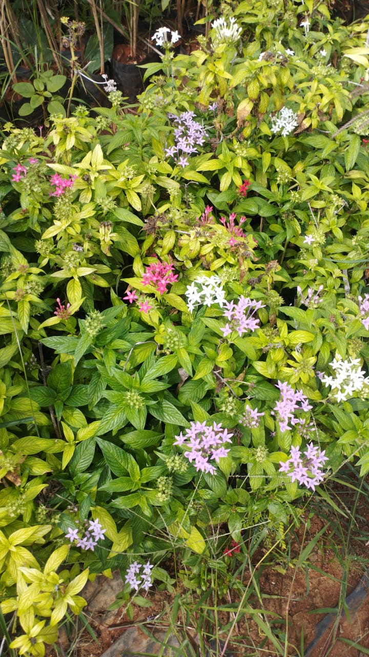 Pentas Plant β Bright Star Flowering Plant β Perfect for Home Gardens + white pot