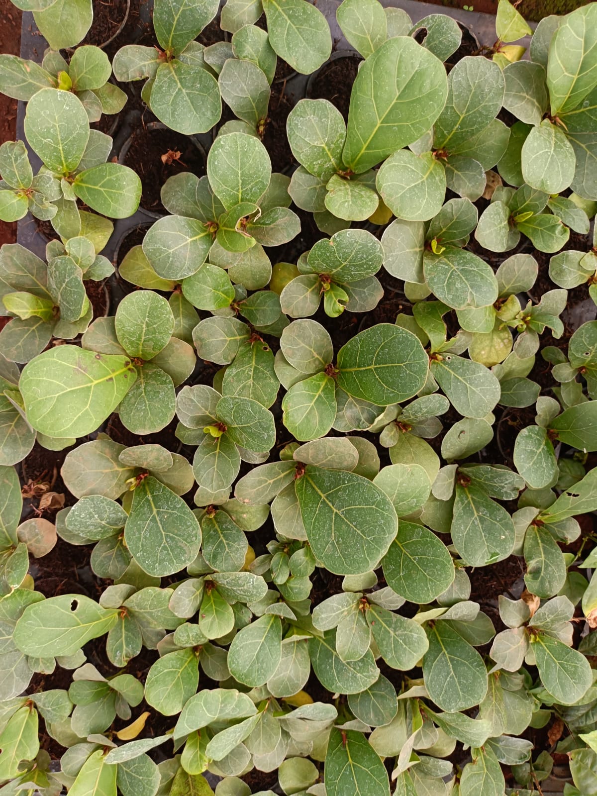 Fiddle Leaf Fig Plant