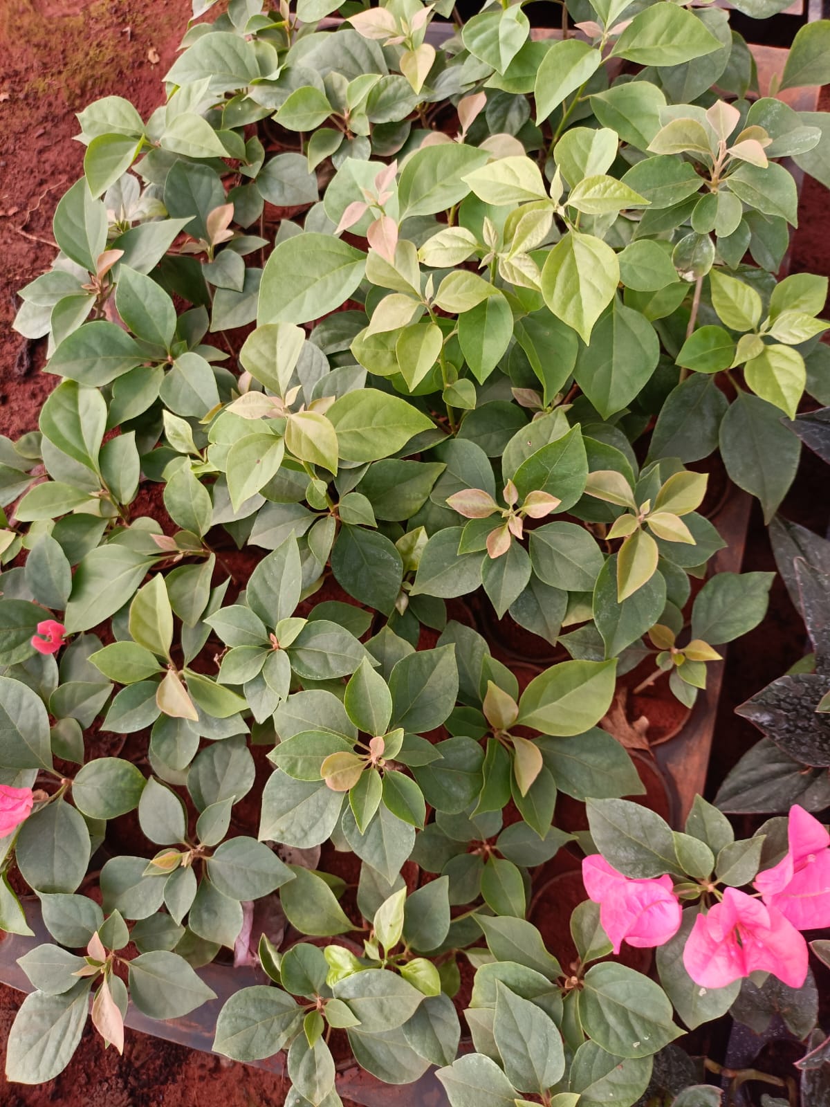 Bougainvillea Plant β Colorful Flowering Outdoor Plant