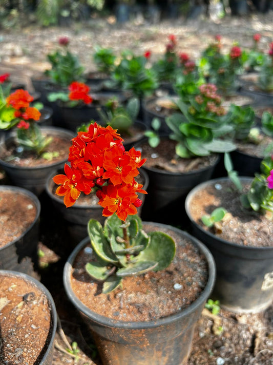 ๐ผ Kalanchoe Orange Plant โ Live Flowering Plant || เคเคฒเคพเคจเฅเคเฅ เคเคฐเฅเคเค เคชเฅเคงเคพ || เฐเฐฒเฐพเฐเฐเฑ เฐเฐฐเฑเฐเฐเฑ เฐฎเฑเฐเฑเฐ