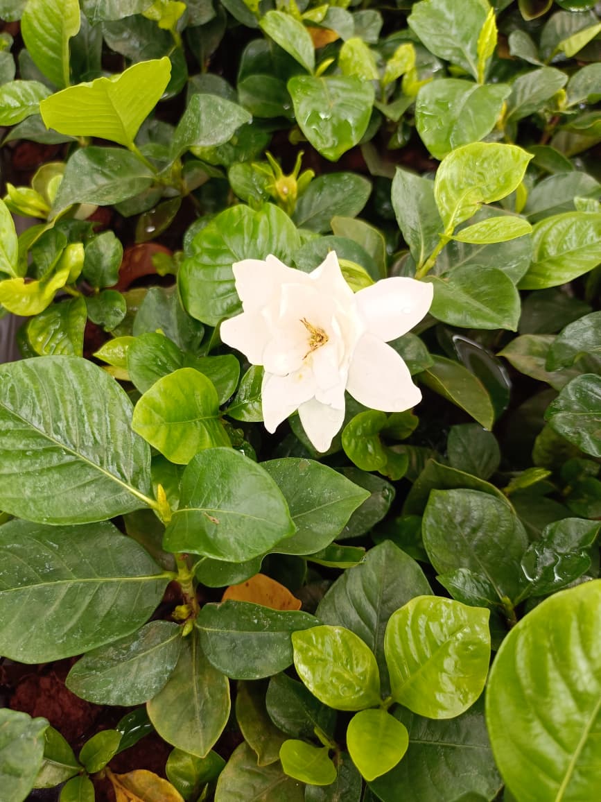 Gardenia Plant โ Fragrant Blooming Indoor Plant + white pot