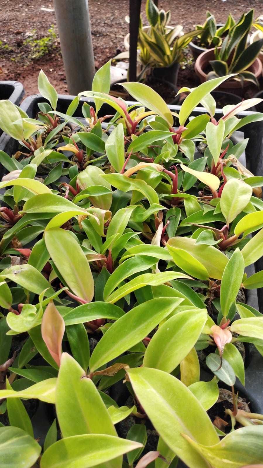 Prince of Orange – Vibrant Foliage Plant – Ideal for Indoor Décor + white pot