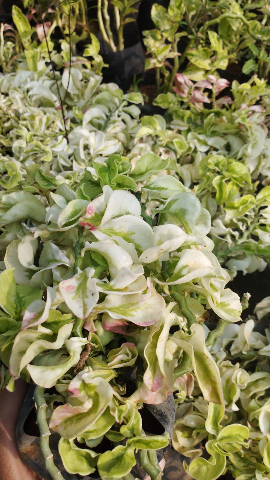 Ring Pedilanthus β Low Maintenance Wonder with white Pot