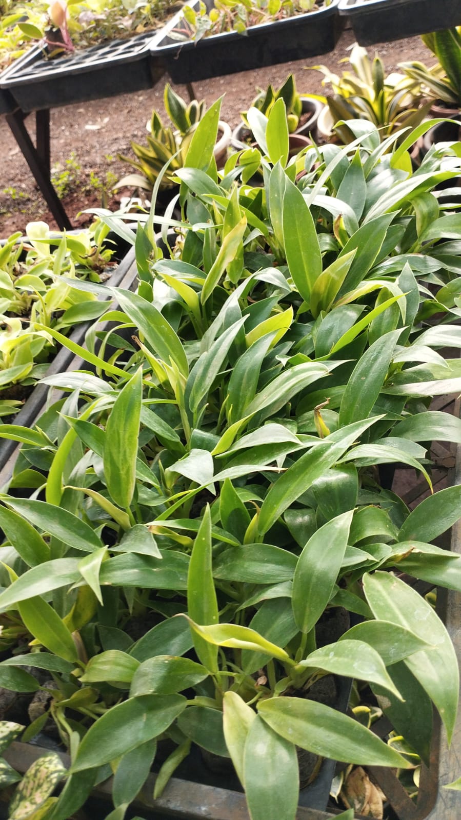 Vedlendi Plant – Air Purifying Green Beauty – Perfect for Home & Office Décor + white pot