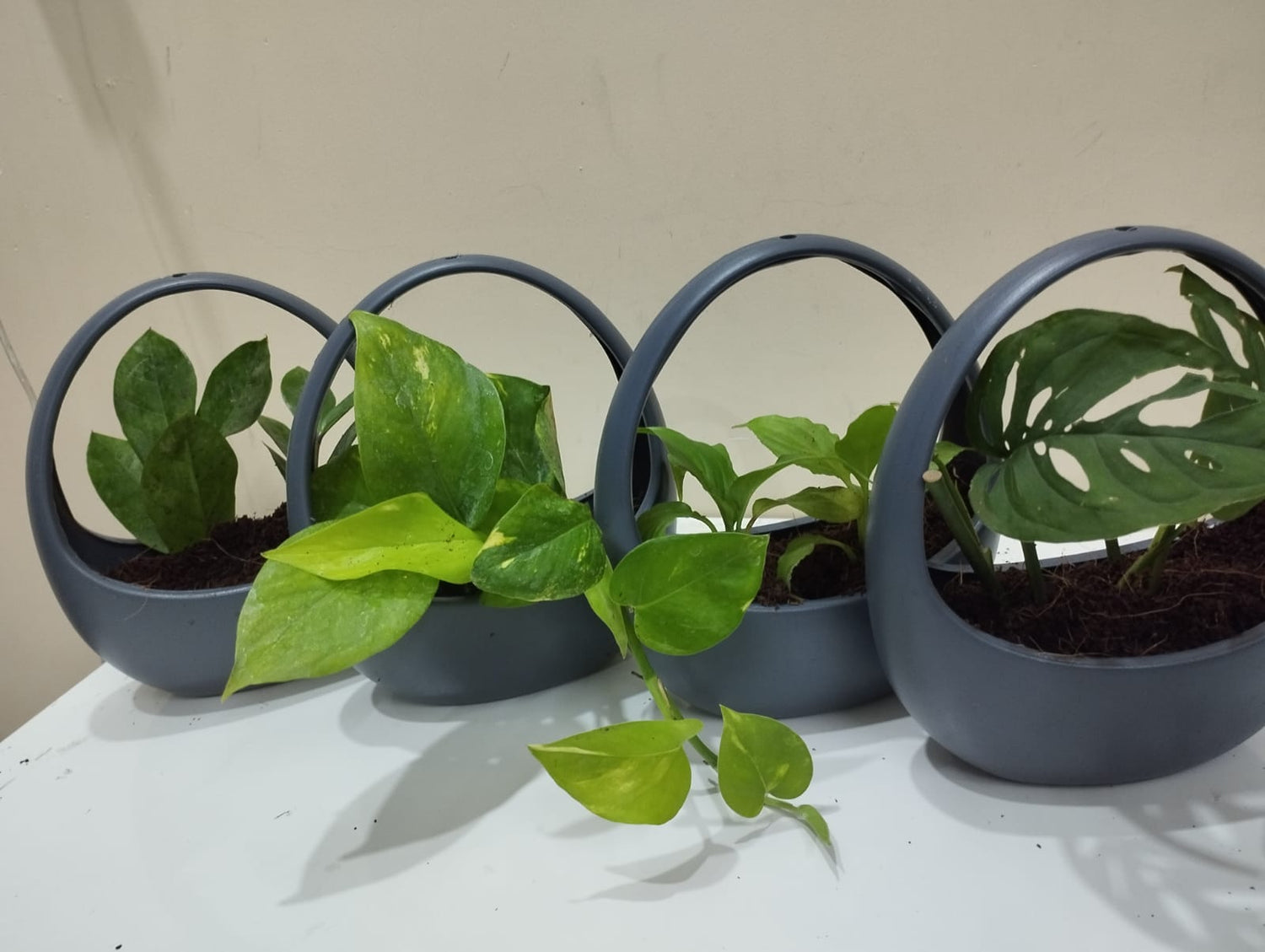 🌱 NASA Air-Purifying Plants List
