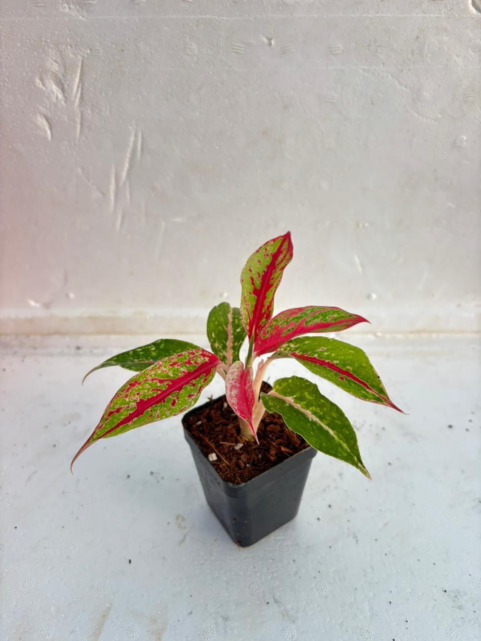 Aglaonema Orange Lipstick-White Pot with Coco Peat Indoor Plant
