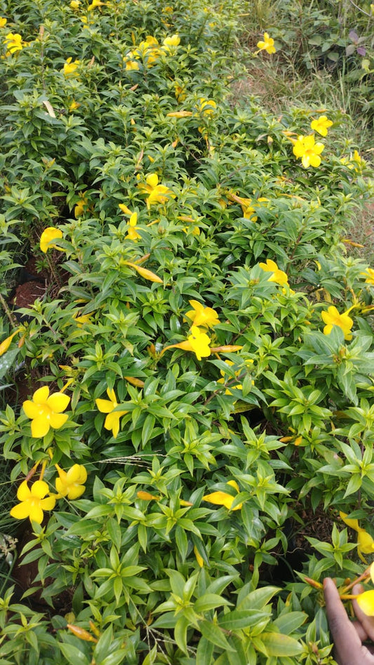 Almada Plant – Elegant Green Wonder – Perfect for Indoor & Outdoor Décor + white pot