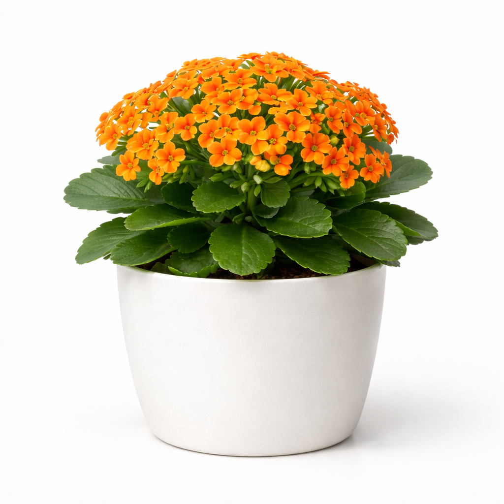 🌼 Kalanchoe Orange Plant – Live Flowering Plant || कलान्चो ऑरेंज पौधा || కలాంచో ఆరెంజ్ మొక్క