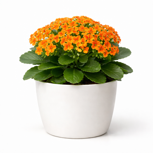 🌼 Kalanchoe Orange Plant – Live Flowering Plant || कलान्चो ऑरेंज पौधा || కలాంచో ఆరెంజ్ మొక్క