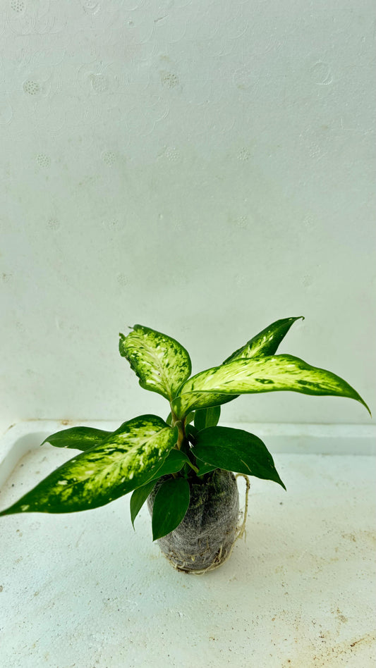 Dieffenbachia (Dumb Cane)