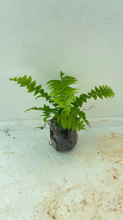 Fern Plant + white pot