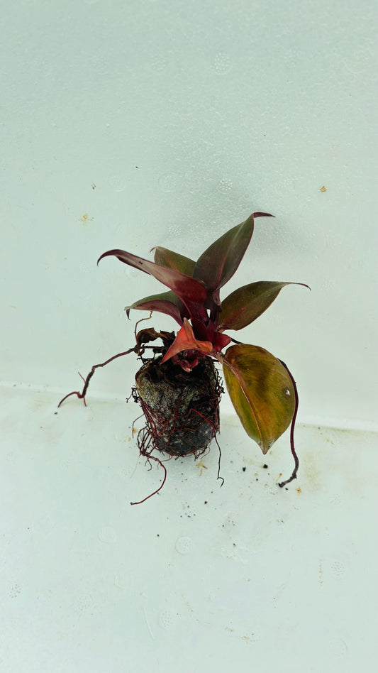 Philodendron Black Heart (Black Cardinal) Plant