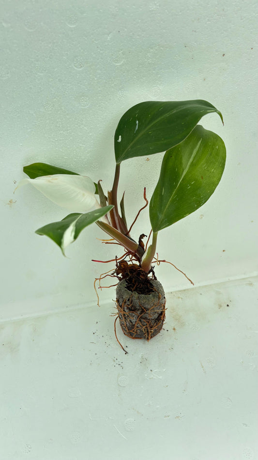 Philodendron Pink Princess Plant