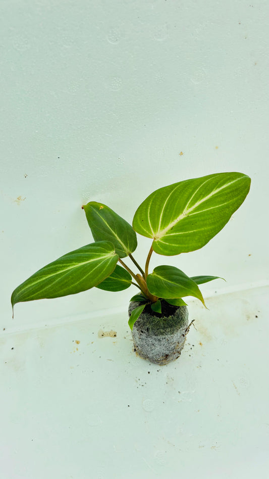 Philodendron Gloriosum Plant