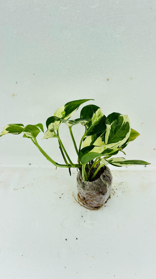 N’Joy Money Plant