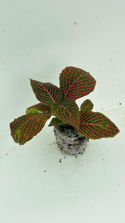 Fittonia Red (Nerve Plant) + white pot