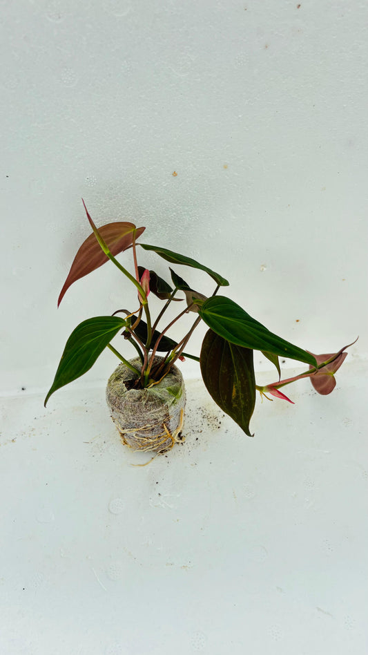 Philodendron Micans plant