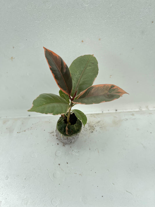 Variegated Rubber Plant