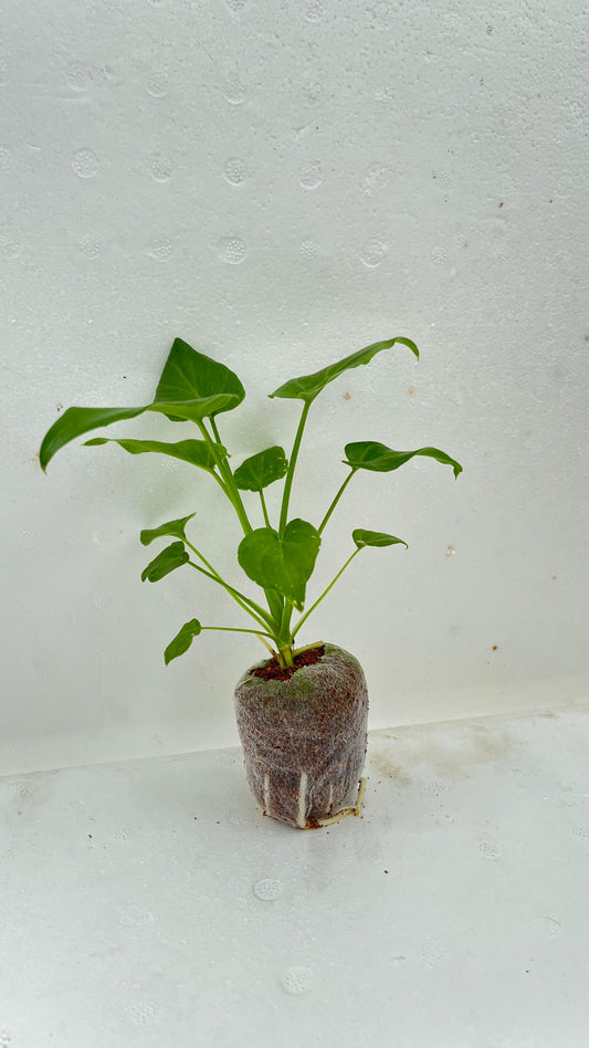 Philodendron Xanadu Plant