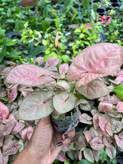 Syngonium Pink plant + white pot