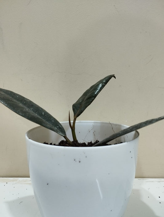 Rubber Plant – White Pot with Coco Peat  Air Purifying Indoor Plant